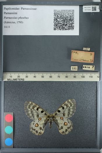 Media type: image;   Entomology 174345